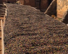 Organically grow the holistic world view