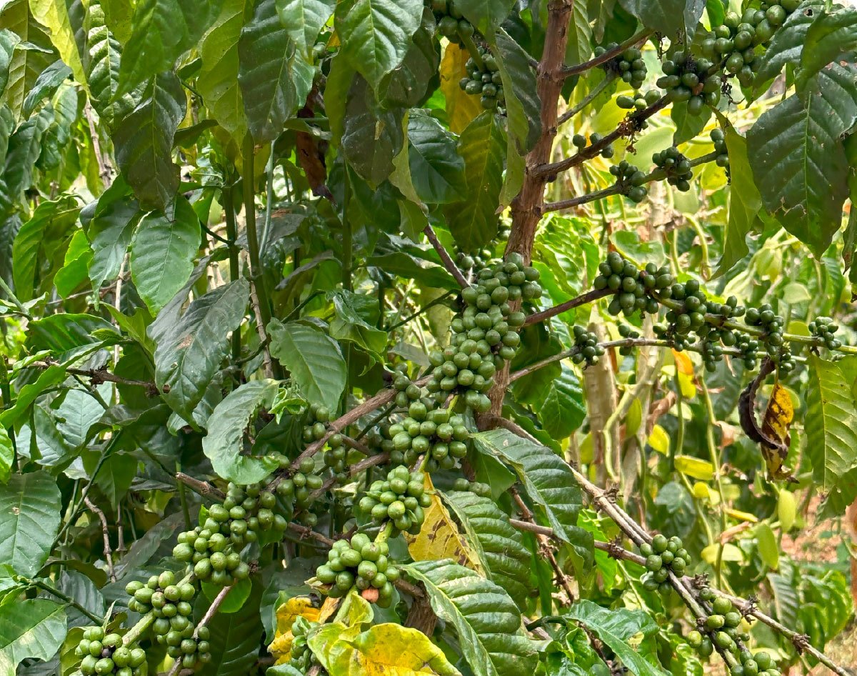 Best Way to Do Eco and Agriculture